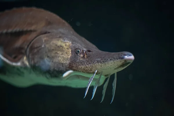 Akvaryumda Yüzen Bir Beluga Balığının Seçici Odak Noktası — Stok fotoğraf