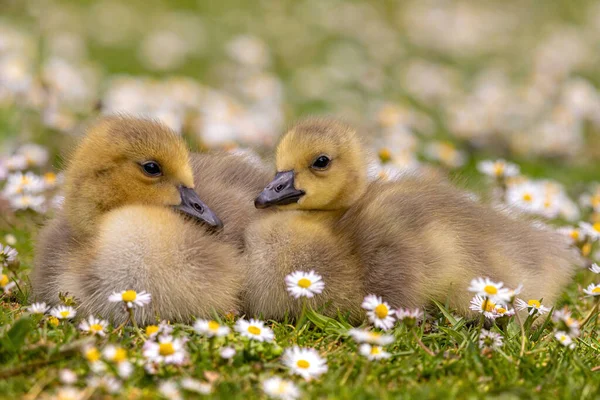 Dışarıdaki Çiçek Tarlasında Sevimli Ördek Yavrularının Yakın Çekimi — Stok fotoğraf