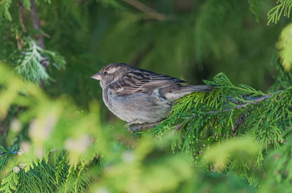 Bir Ağaç Dalına Tünemiş Serçe Kuşunun Yakın Çekim Görüntüsü — Stok fotoğraf