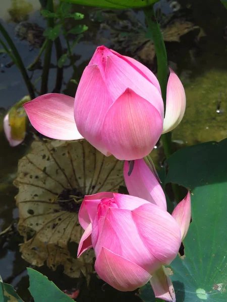 Primer Plano Hermoso Loto Sagrado Brotes Plantas Acuáticas Nelumbo Nucifera — Foto de Stock