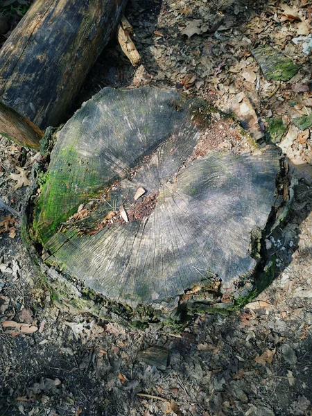 Een Verticaal Shot Van Een Gekapte Boom Stam Een Woud — Stockfoto