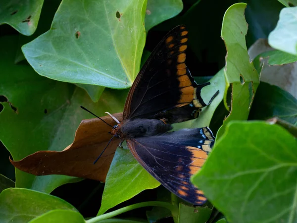 Лесная Императорская Бабочка Сидящая Зеленых Листьях — стоковое фото