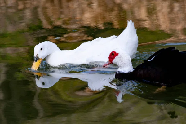 Eine Nahaufnahme Von Niedlichen Enten Die Einem Teich Schwimmen — Stockfoto