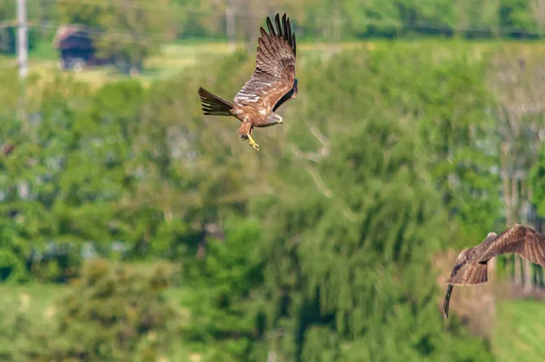 Primer Plano Ahawks Volando Cielo — Foto de Stock