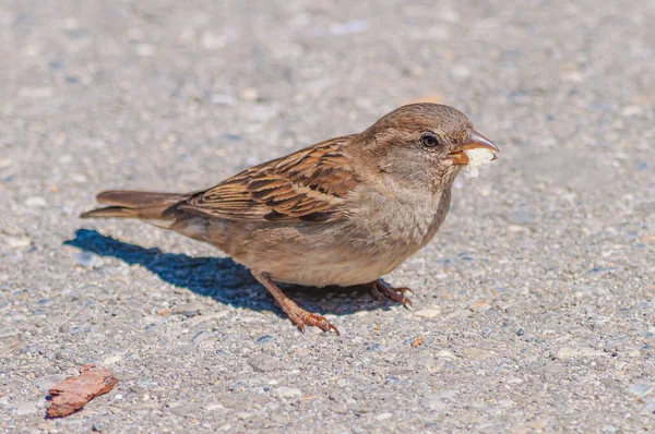 Primer Plano Pajarito Gorrión Casa Pequeña — Foto de Stock