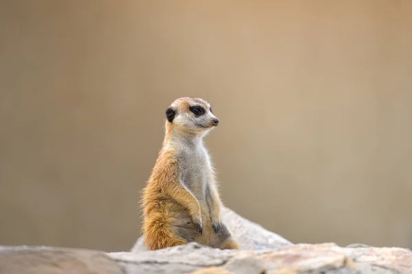 Une Mise Point Sélective Adorable Meerkat Moelleux Sur Roche Sur — Photo