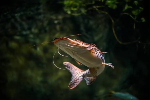 Low Angle Shot Pictus Catfish Swimming Aquarium — Stock Photo, Image