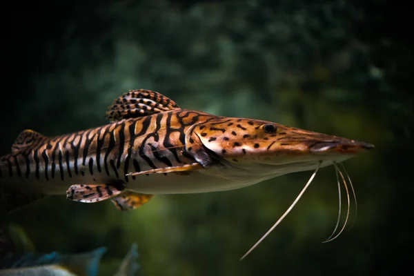 虎嘴鱼在水族馆游泳的特写镜头 — 图库照片