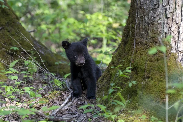 Filhote Urso Negro Floresta — Fotografia de Stock