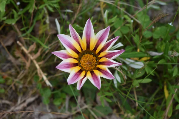 Primo Piano Una Margherita Africana Colorata Uno Sfondo Sfocato — Foto Stock