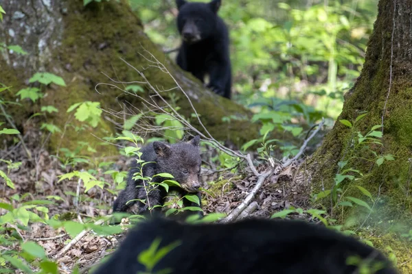 Filhotes Urso Adoráveis Floresta — Fotografia de Stock