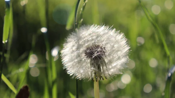 Eine Nahaufnahme Einer Flauschigen Löwenzahnblüte — Stockfoto