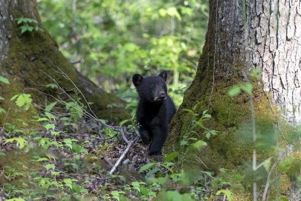 Черный Медвежонок Лесу — стоковое фото