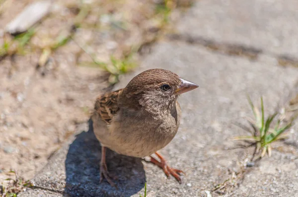 Plan Rapproché Petit Passereau Domestique — Photo