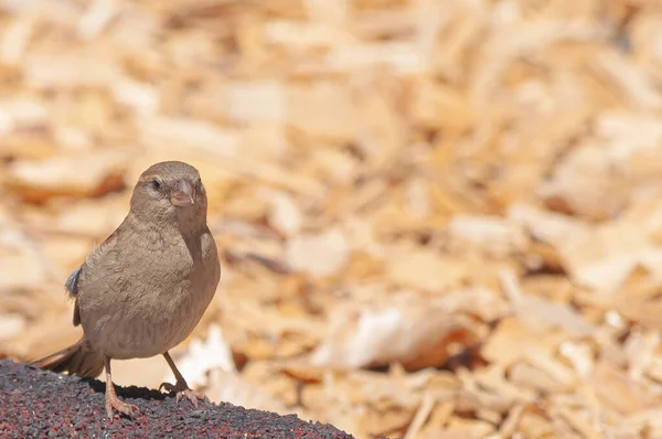 Een Close Opname Van Een Klein Huis Mus Vogel Een — Stockfoto