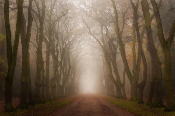 Ich Hatte Das Glück Dies Mit Einem Nebel Mich Herum — Stockfoto