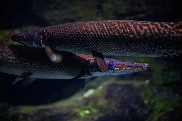 Closeup Shot Arapaima Gigas Fish Swimming Aquarium — Stock Photo, Image