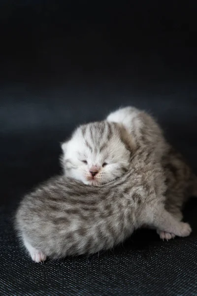 可爱的小猫咪兄弟姐妹们彼此拥抱在一起 小猫有白色和灰色的毛 小猫咪才2周大 — 图库照片