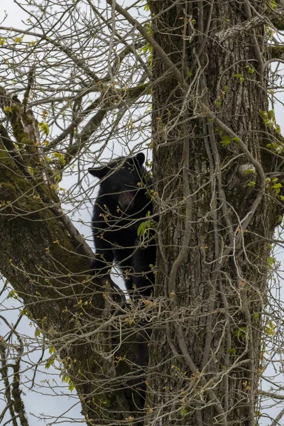 Černý Medvěd Kmeni Stromu Lese — Stock fotografie