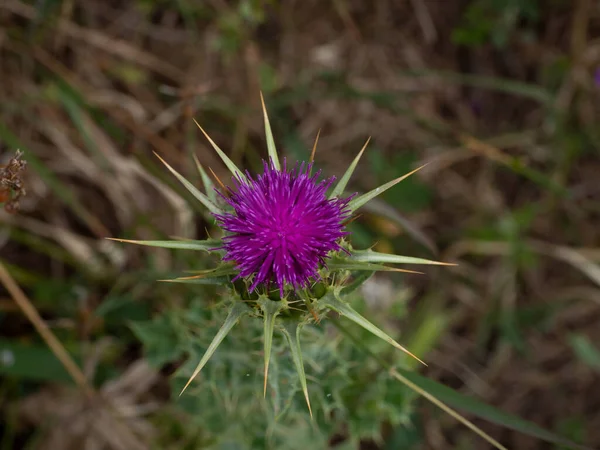 Ένα Ευλογημένο Milkthistle Ακανθώδεις Άκρες Στο Θολό Φόντο — Φωτογραφία Αρχείου