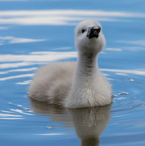 Närbild Söt Cygnet Simmar Vattnet Dagsljus — Stockfoto