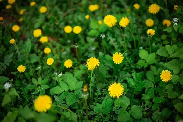 Eine Nahaufnahme Von Gelben Löwenzahn Der Auf Einem Feld Wächst — Stockfoto