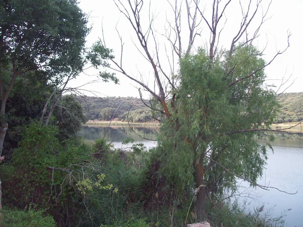 Los Verdes Los Árboles Lado Del Lago Campo —  Fotos de Stock