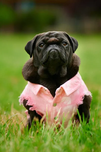 背景がぼやけている公園のピンクのシャツの中の愛らしい黒い犬の垂直ショット — ストック写真