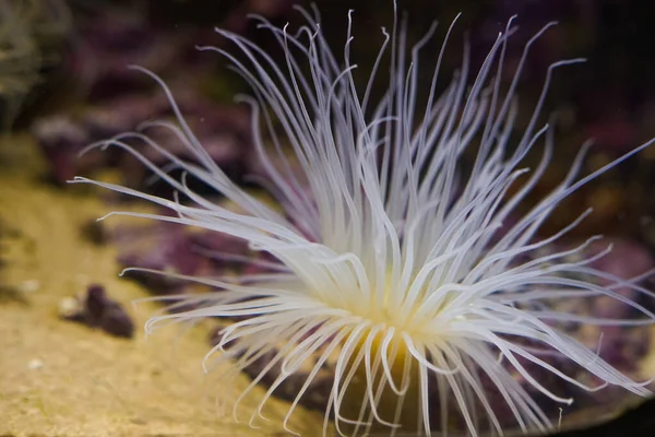 Primo Piano Anemone Beadlet Sott Acqua — Foto Stock