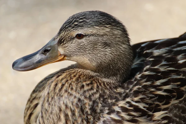 Gros Plan Visage Brun Canard Colvert — Photo