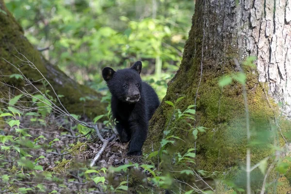 Filhote Urso Negro Floresta — Fotografia de Stock