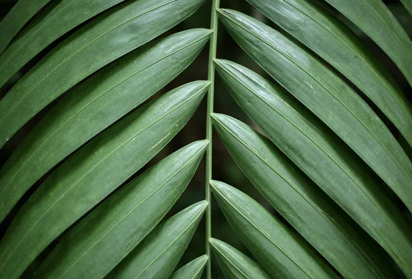 Közelkép Egy Virágzó Trópusi Növényről — Stock Fotó