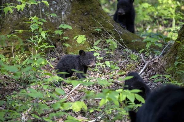 Filhotes Urso Adoráveis Floresta — Fotografia de Stock