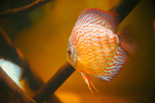 Akvaryumda Yüzen Bir Discus Balığının Yakın Çekimi — Stok fotoğraf