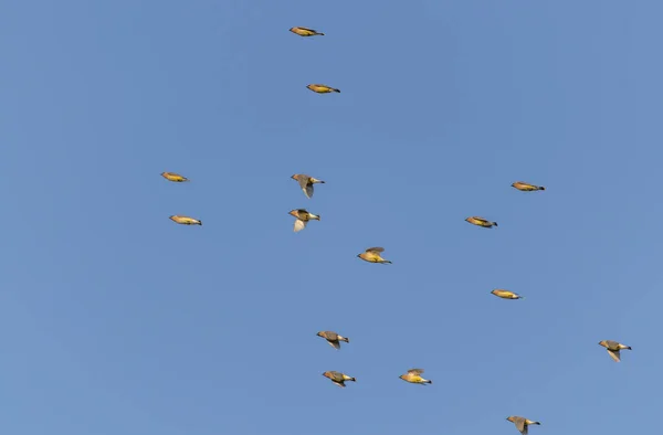 Uma Vista Panorâmica Bando Pássaros Voando Sob Céu Azul Claro — Fotografia de Stock