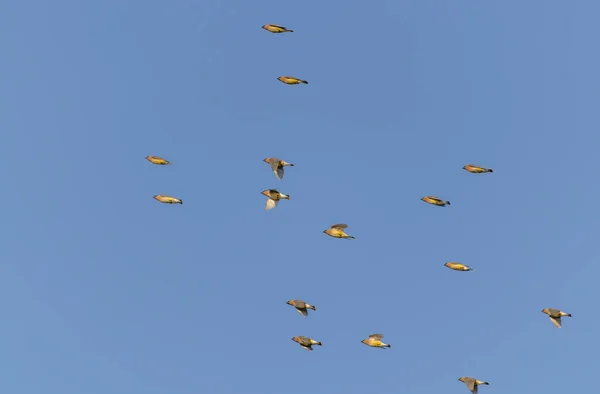 Ein Malerischer Blick Auf Eine Vogelschar Die Unter Einem Klaren — Stockfoto