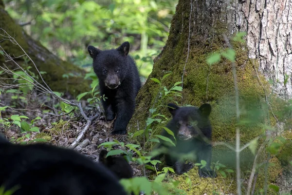 Filhotes Urso Adoráveis Floresta — Fotografia de Stock