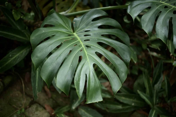 Крупним Планом Знімок Квітучої Тропічної Рослини — стокове фото