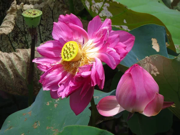 ピンク色の花弁が柔らかい美しい神聖な蓮やネルンボヌッフェラ水生植物のクローズアップショット — ストック写真