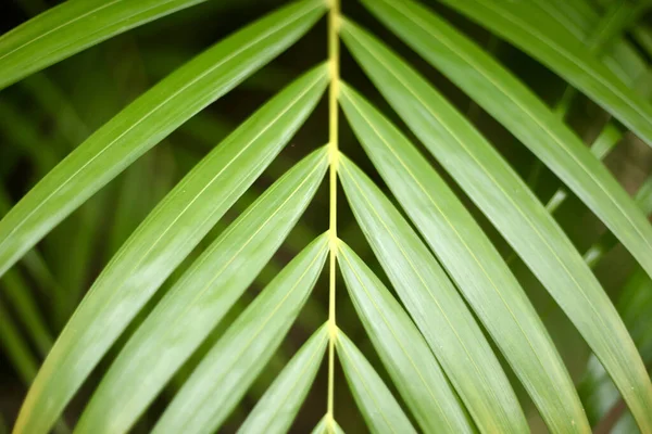 Egy Közeli Felvétel Trópusi Növényi Levelekről — Stock Fotó