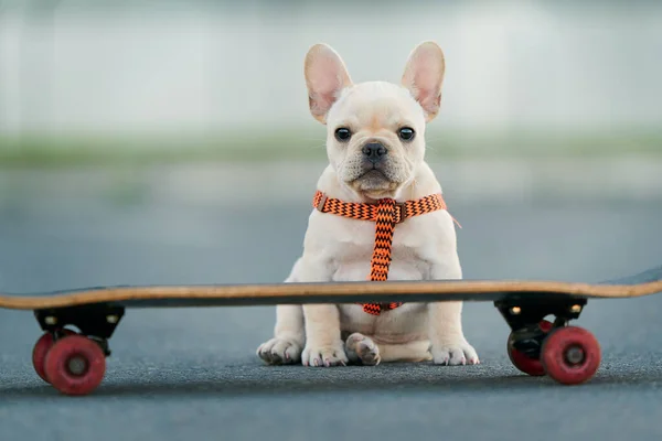 Detailní Záběr Rozkošného Francouzského Buldoka Vodítku Skateboardu Parku — Stock fotografie