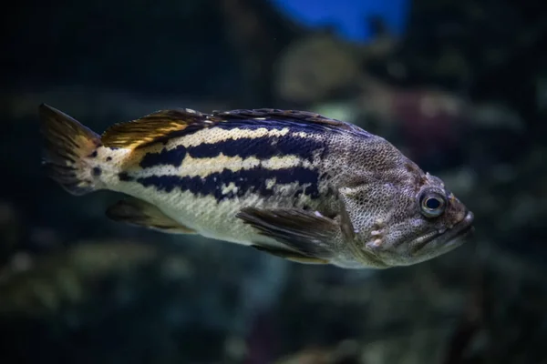 Een Selectieve Focusopname Van Een Zwemmende Vis Het Aquarium — Stockfoto