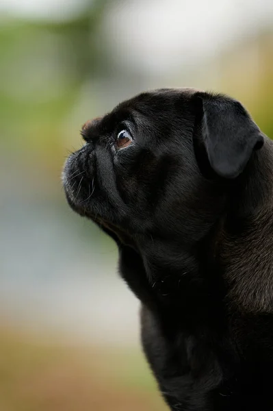 Portrait Adorable Chien Carlin Noir Dans Parc Avec Fond Flou — Photo