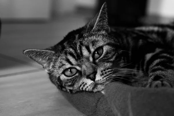 Retrato Blanco Negro Hermoso Gato Mira Directamente Cámara —  Fotos de Stock