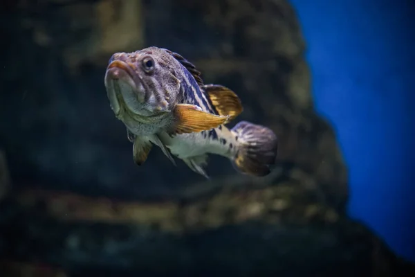 Een Selectieve Focusopname Van Een Zwemmende Vis Het Aquarium — Stockfoto