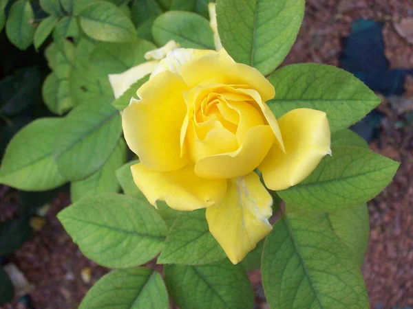 Vre Bild Den Blomstrande Gula Rosen Trã Dgã Rden — Stockfoto