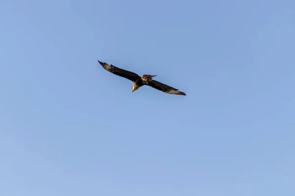 하늘을 날아오르는 독수리 — 스톡 사진