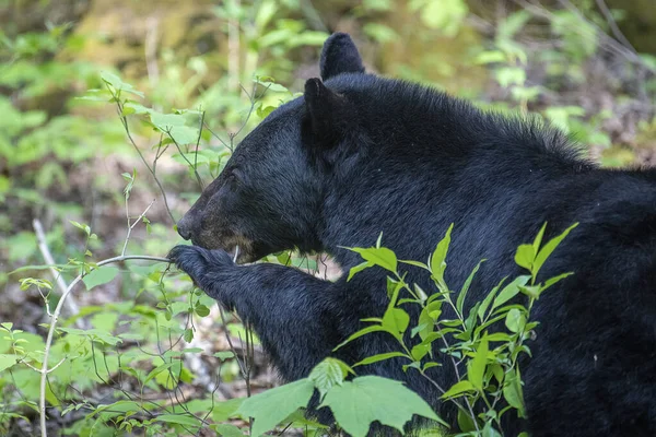 Tiro Perto Grande Urso Negro Floresta — Fotografia de Stock