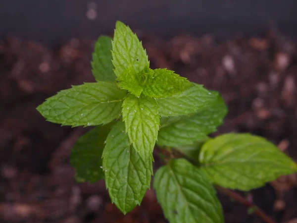 Closeup Growing Mint Plant Fresh Green Leaves — Stock Photo, Image