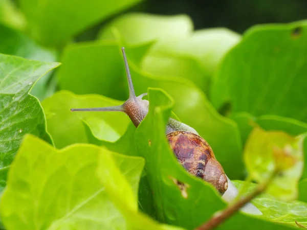 在绿叶中爬行的蜗牛的特写 — 图库照片